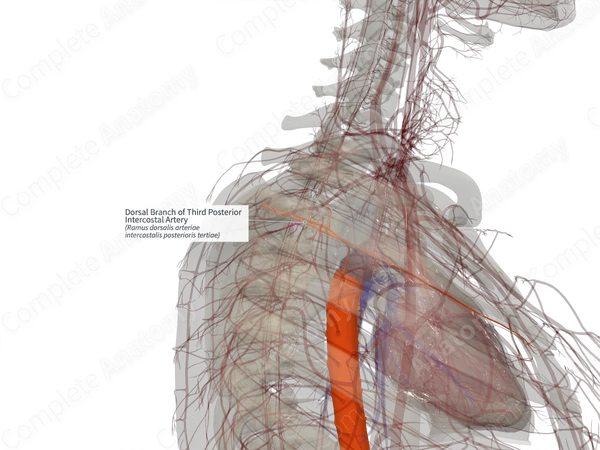 Dorsal Branch of Third Posterior Intercostal Artery (Left)