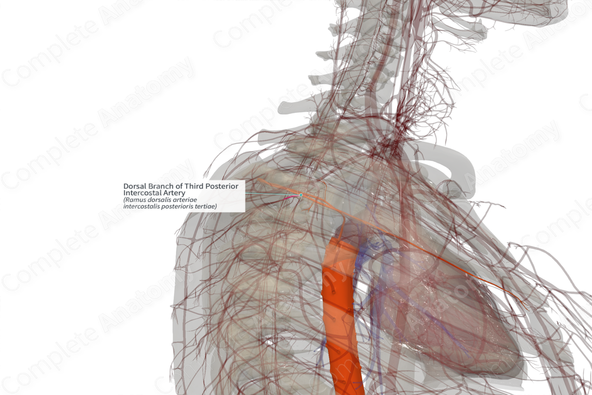 Dorsal Branch of Third Posterior Intercostal Artery (Left)