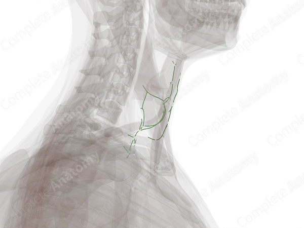 Anterior Cervical Lymph Vessels (Left)