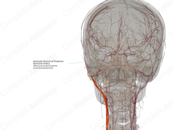Auricular Branch of Posterior Auricular Artery (Left)
