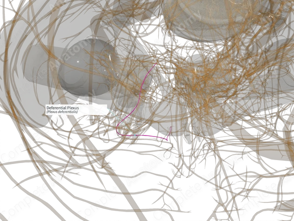 Deferential Plexus (Right)