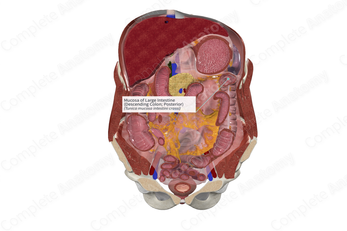 Mucosa of Large Intestine (Descending Colon; Posterior)