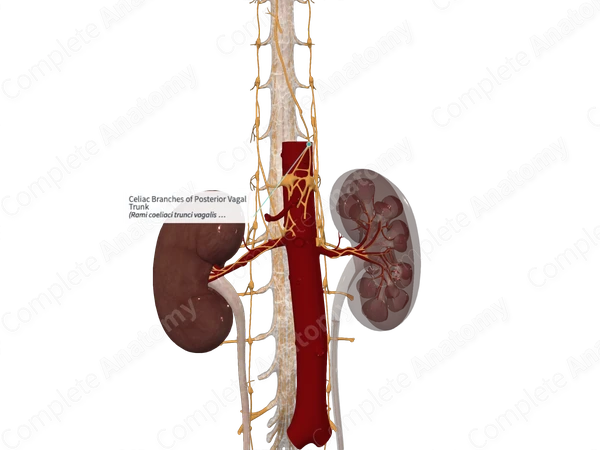 Celiac Branches of Posterior Vagal Trunk