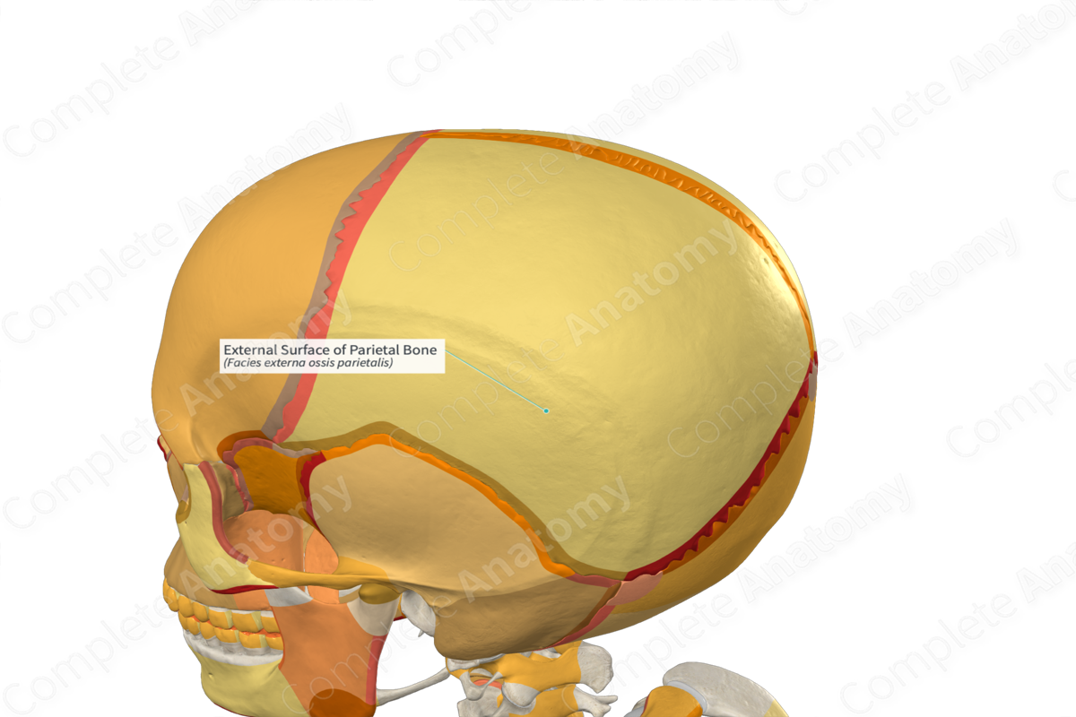 External Surface of Parietal Bone