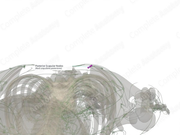 Posterior Scapular Nodes (Right)