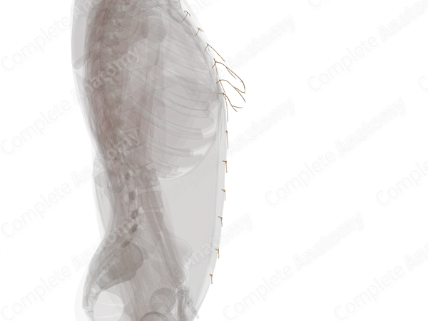 Anterior Cutaneous Branches of Intercostal Nerves (Left)