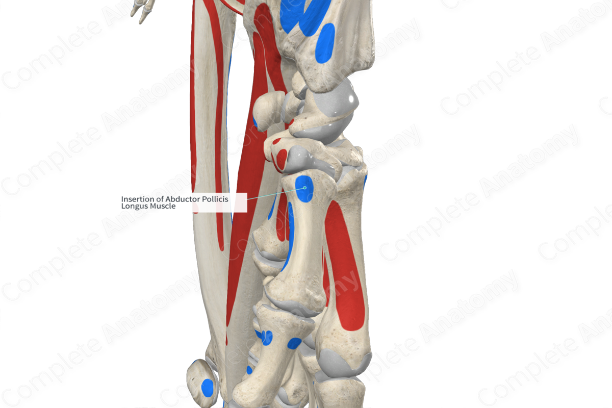 Insertion of Abductor Pollicis Longus Muscle