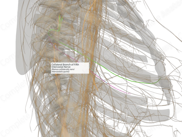 Collateral Branch of Fifth Intercostal Nerve (Right)