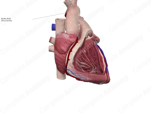 Aortic Arch