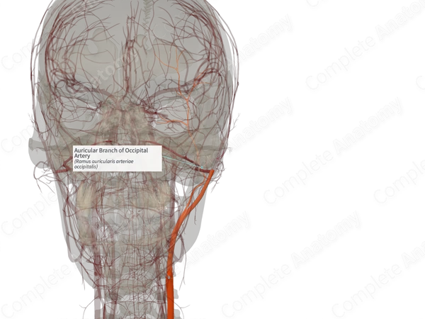 Auricular Branch of Occipital Artery (Left)