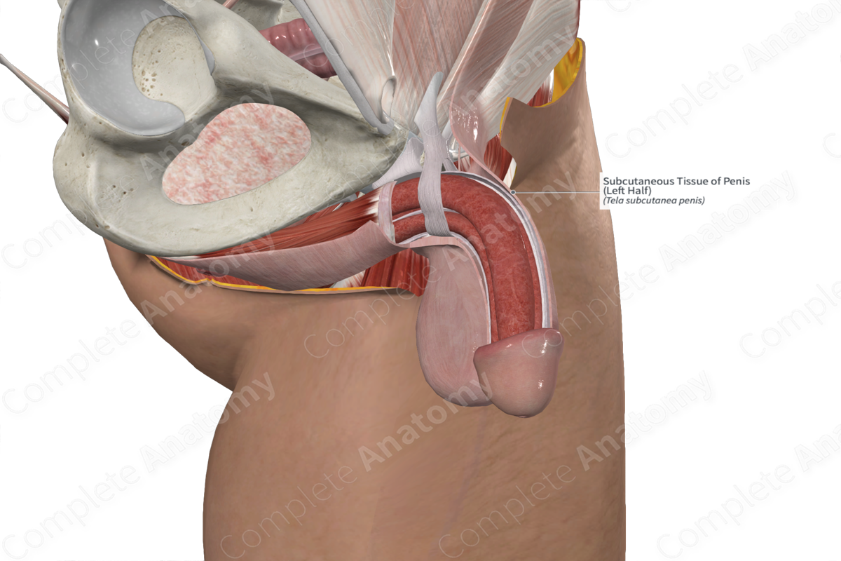 Subcutaneous Tissue of Penis (Left Half)