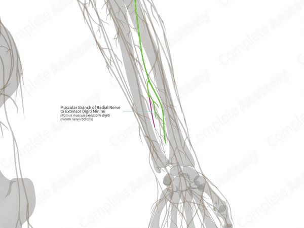 Muscular Branch of Radial Nerve to Extensor Digiti Minimi (Left)