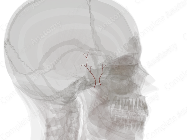 Deep Temporal Arteries (Left)