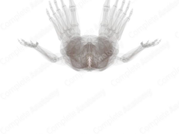 Spinal Dura