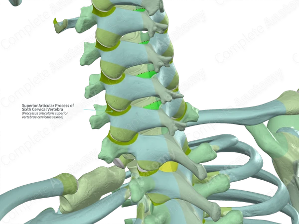 Superior Articular Process of Sixth Cervical Vertebra (Left)