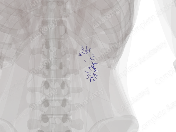 Intrarenal Veins of Right Kidney