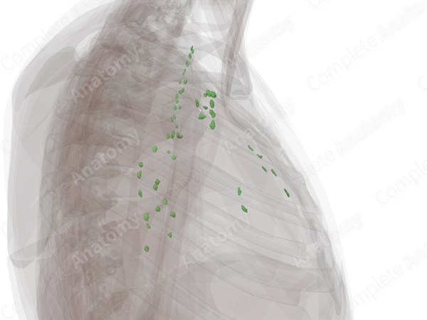 Mediastinal Lymph Nodes