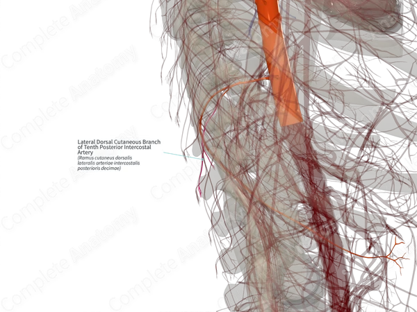 Lateral Dorsal Cutaneous Branch of Tenth Posterior Intercostal Artery (Right)