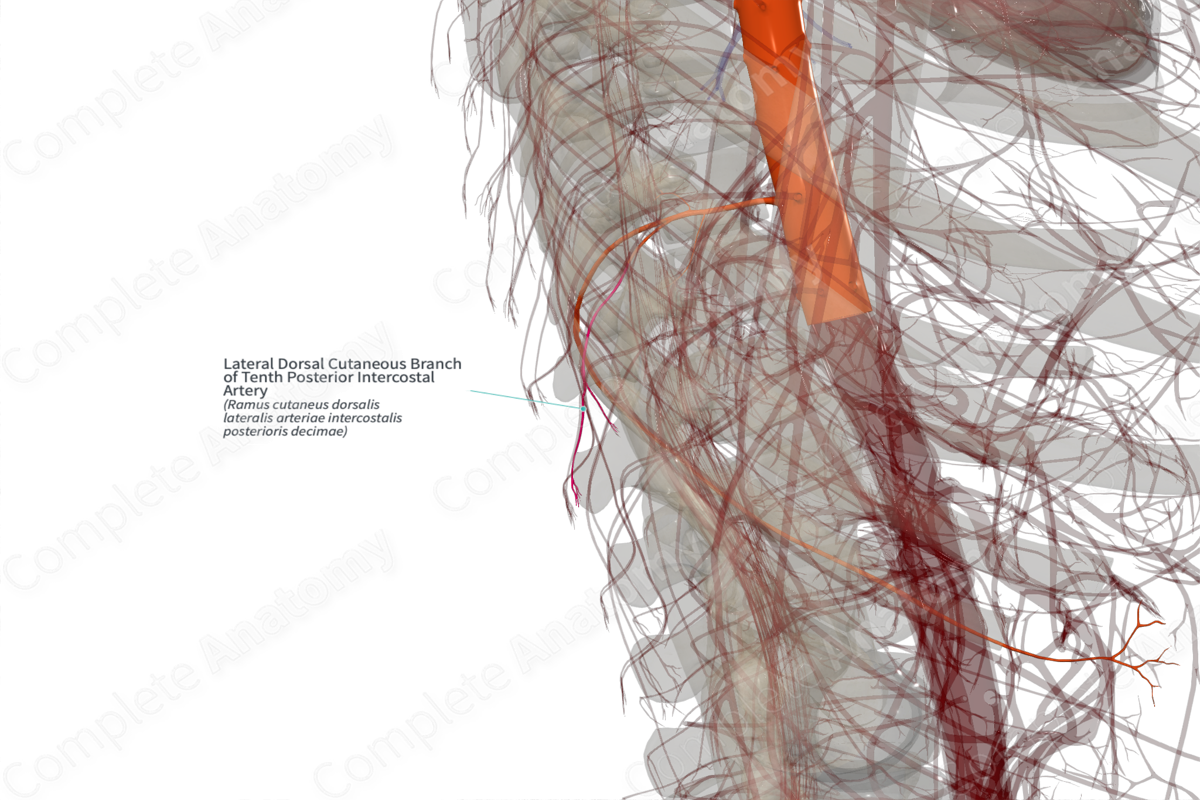Lateral Dorsal Cutaneous Branch of Tenth Posterior Intercostal Artery (Right)