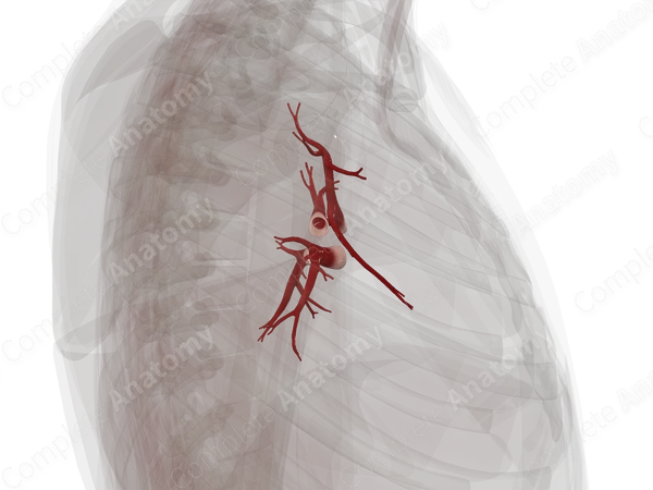 Pulmonary Veins