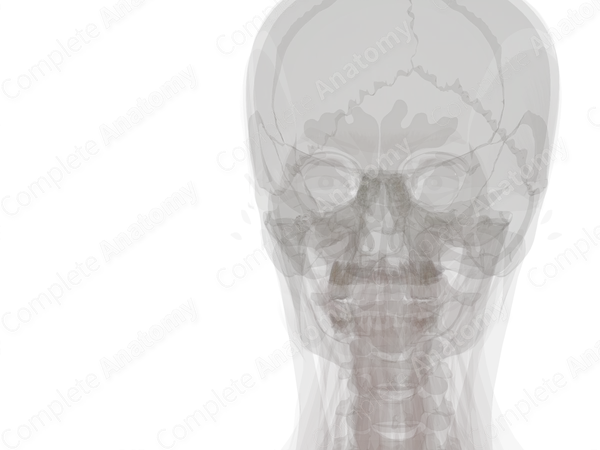 Ligaments of Auditory Ossicles (Left)