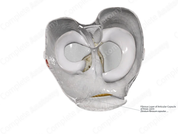 Fibrous Layer of Articular Capsule of Knee Joint