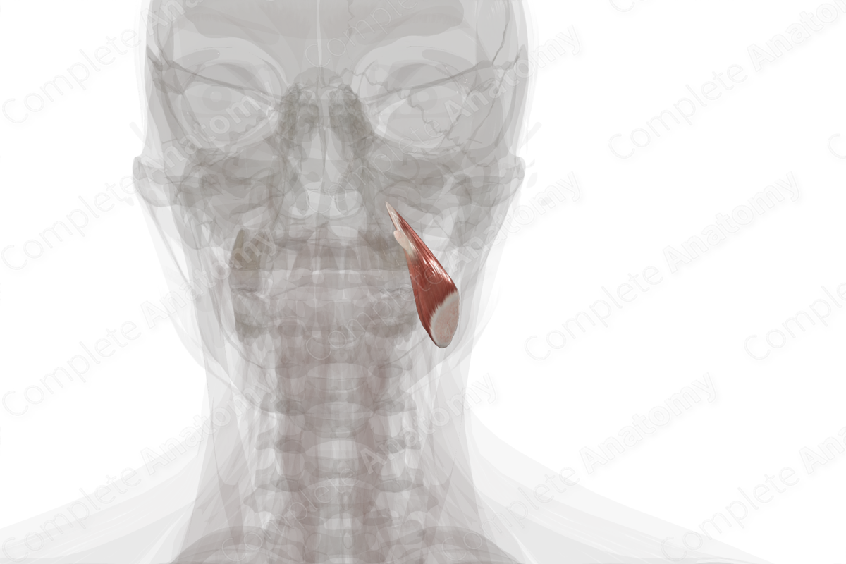 Medial Pterygoid Muscle (Left) | Complete Anatomy