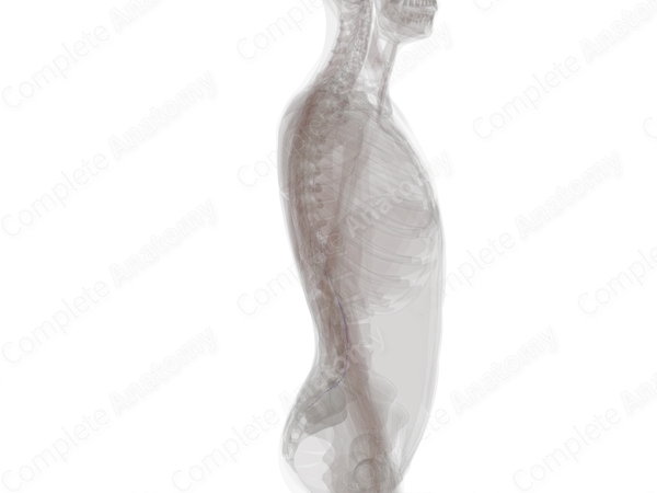 Anterior Segmental Medullary Veins