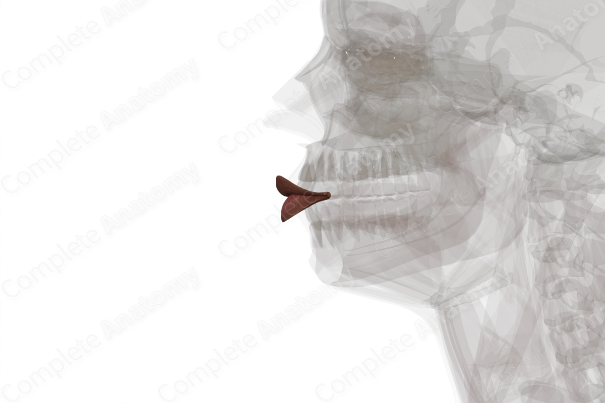 Lips Left Complete Anatomy