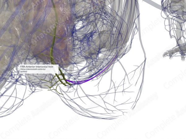 Fifth Anterior Intercostal Vein (Left)