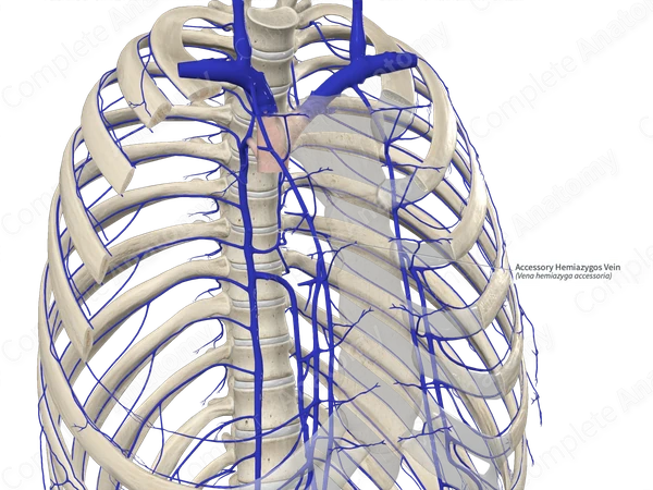 Accessory Hemiazygos Vein