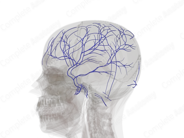 Veins of Meninges & Cranium