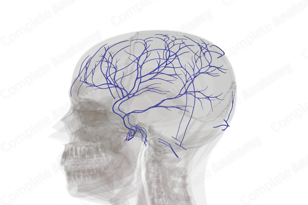Veins of Meninges & Cranium