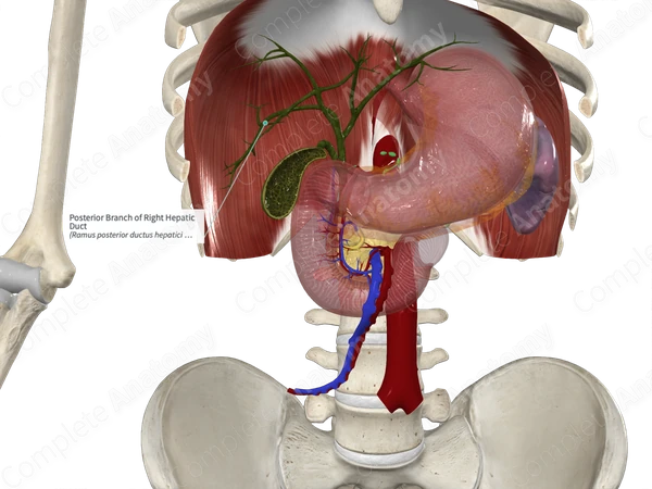 Posterior Branch of Right Hepatic Duct