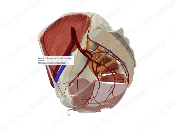 Anterior Ramus of Fourth Lumbar Nerve 