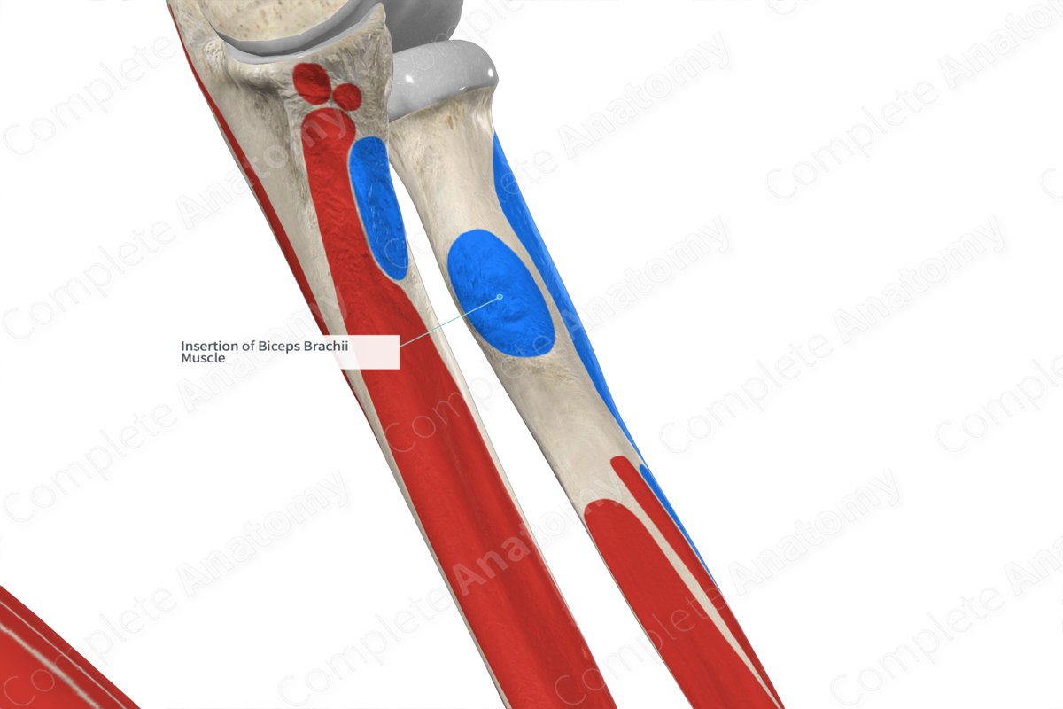 Insertion of Biceps Brachii Muscle