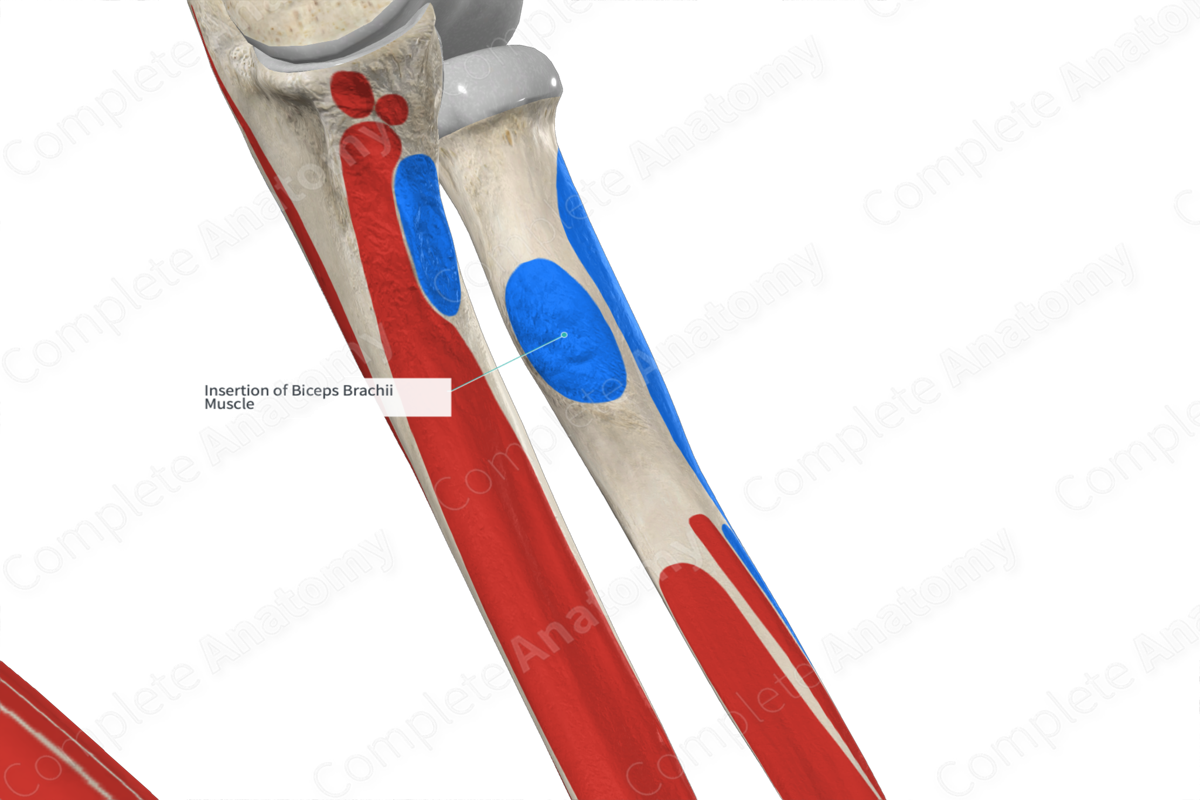 Insertion of Biceps Brachii Muscle Complete Anatomy