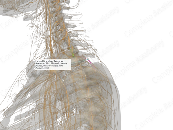 Lateral Branch of Posterior Ramus of First Thoracic Nerve (Left)