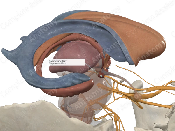 Mammillary Body 