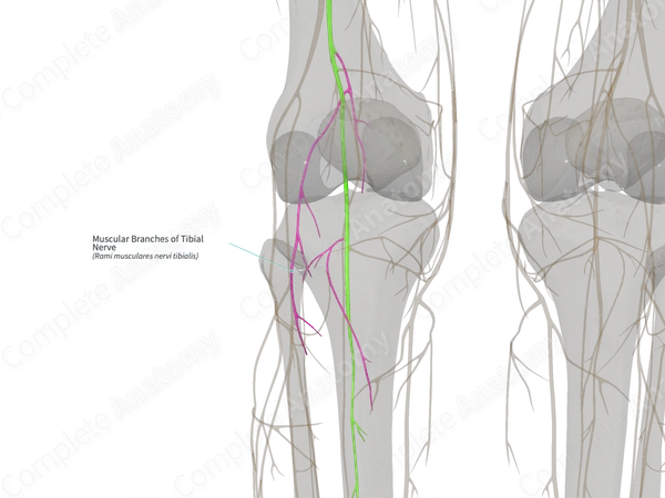 Muscular Branches of Tibial Nerve (Left)