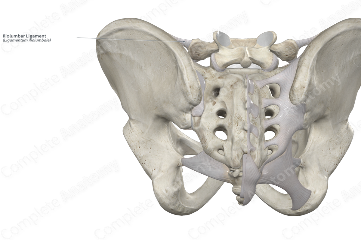 Iliolumbar Ligament Complete Anatomy