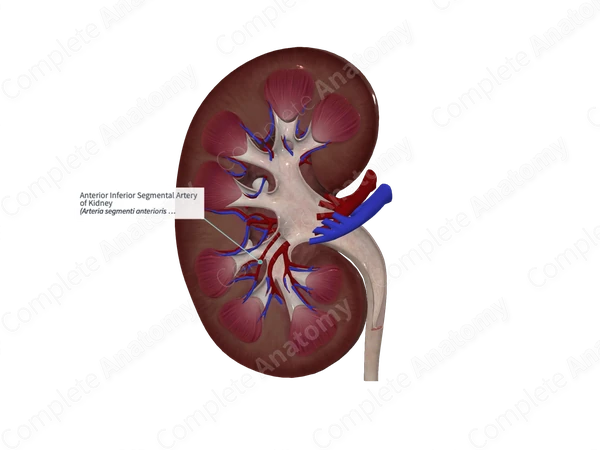 Anterior Inferior Segmental Artery of Kidney 