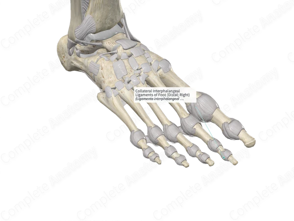 Collateral Interphalangeal Ligaments of Foot (Distal; Left)
