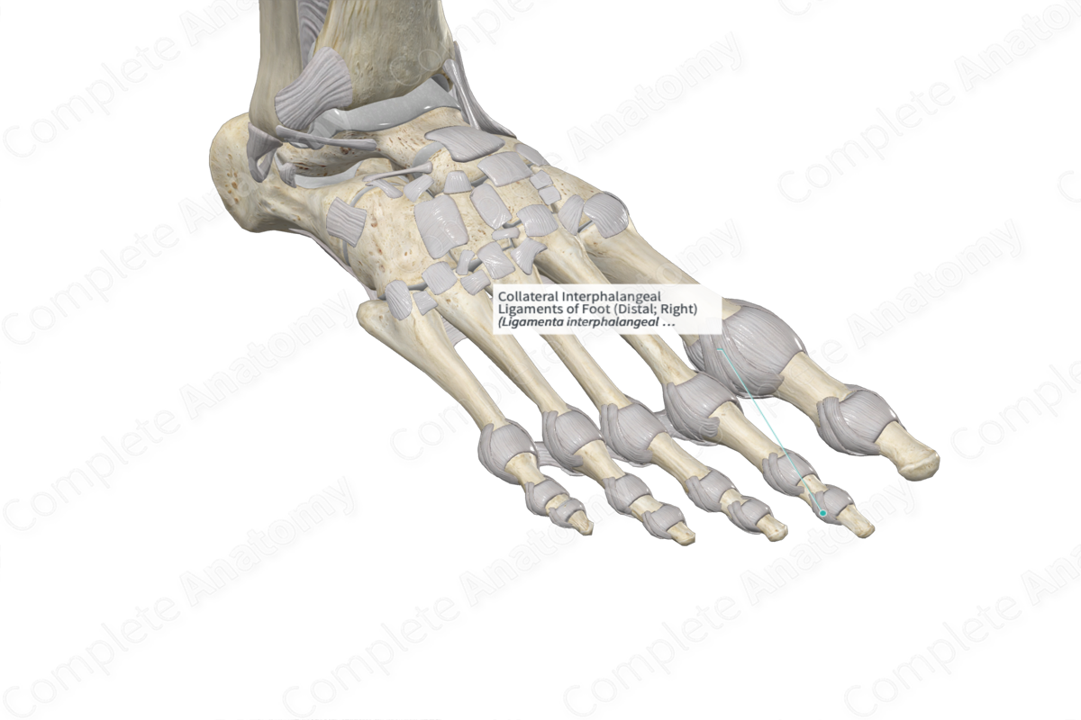 Collateral Interphalangeal Ligaments of Foot (Distal; Left)