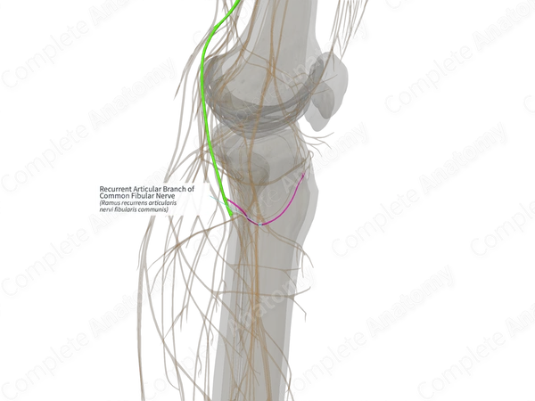 Recurrent Articular Branch of Common Fibular Nerve (Left)