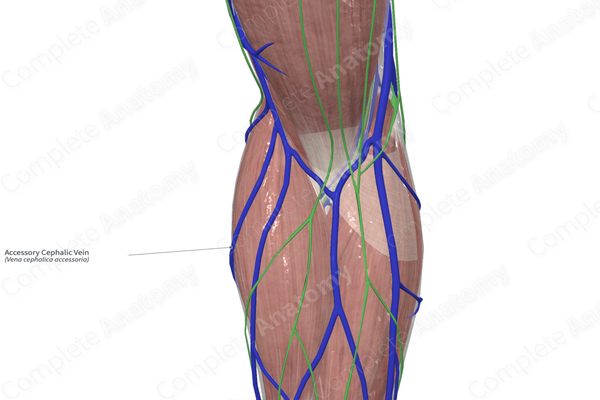 Accessory Cephalic Vein 