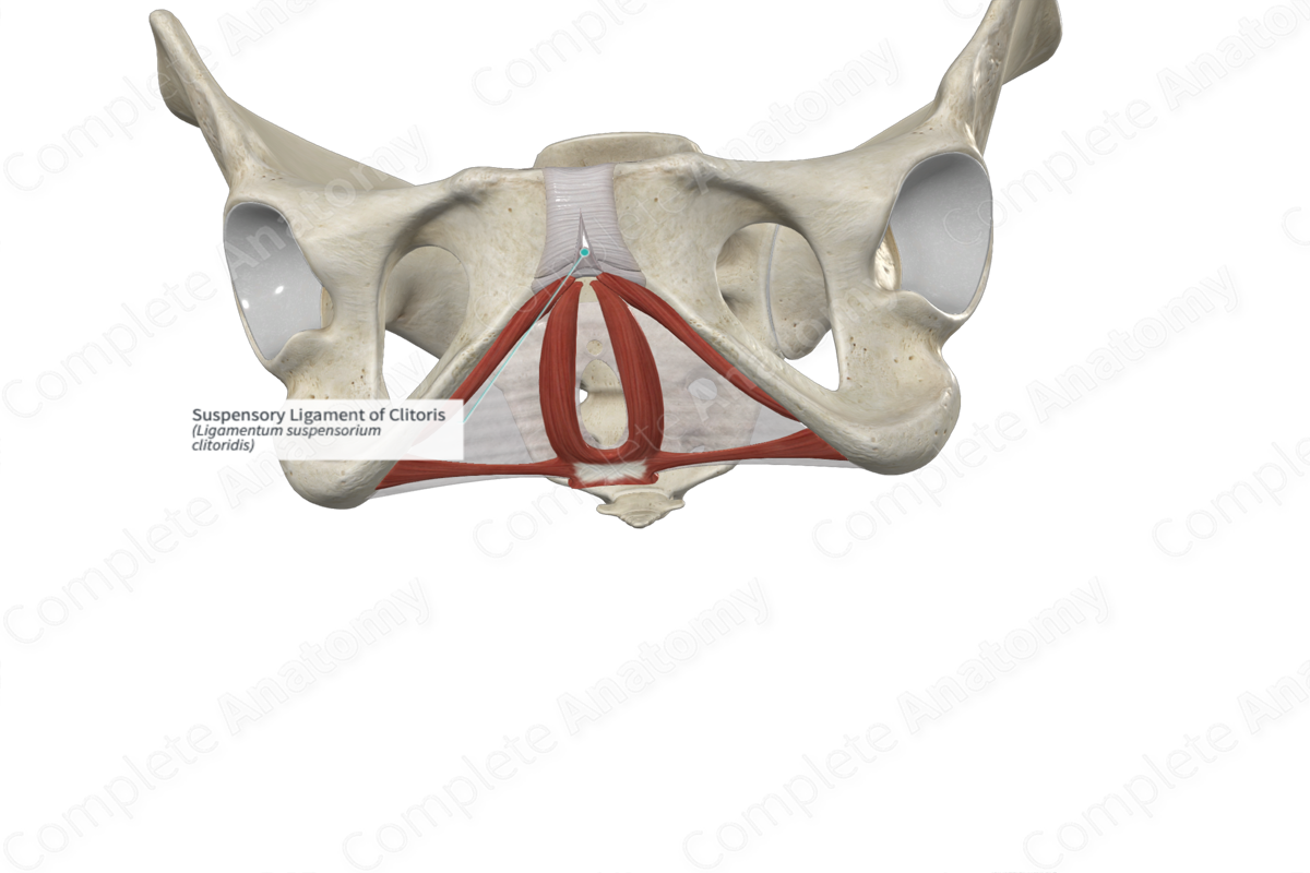 Suspensory Ligament of Clitoris | Complete Anatomy