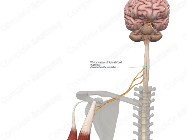 White Matter of Spinal Cord (Cervical)