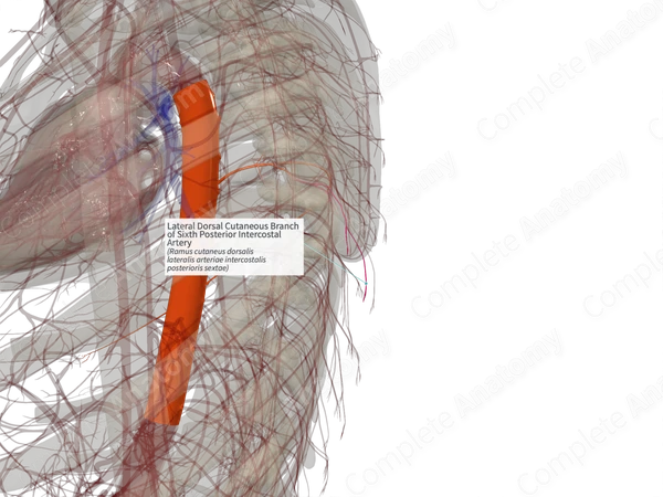Lateral Dorsal Cutaneous Branch of Sixth Posterior Intercostal Artery (Left)