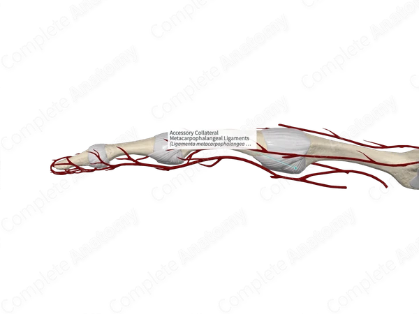 Accessory Collateral Metacarpophalangeal Ligaments 